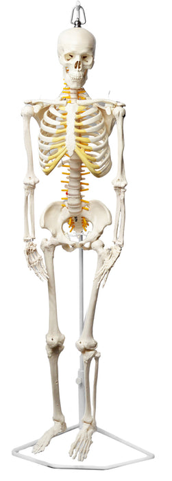 Human Skeleton Model, Half Size - With Nerve Endings - Hanging Mount