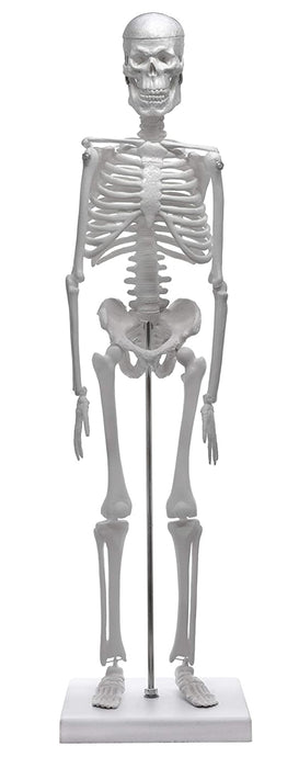 Human Skeleton Model, 18" - Miniature - With Stand