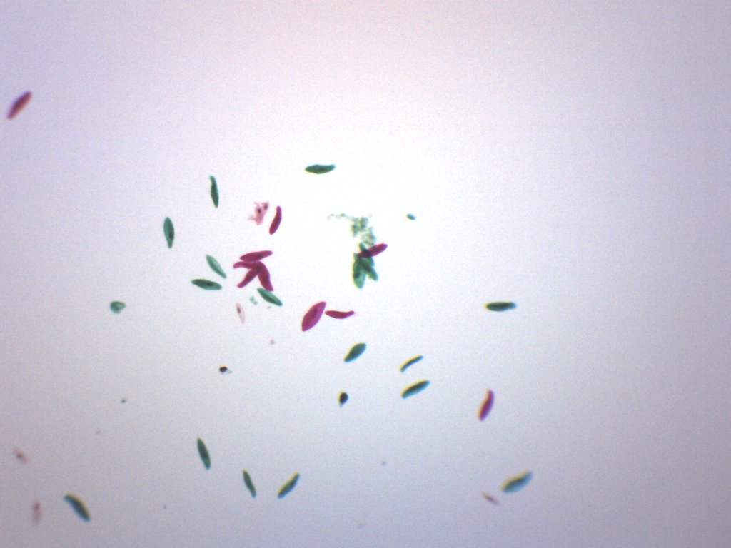 paramecium slide