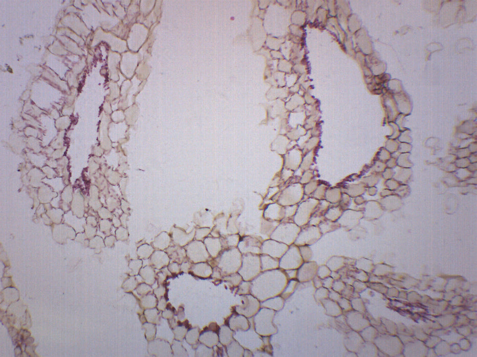 Anabaena - Prepared Microscope Slide