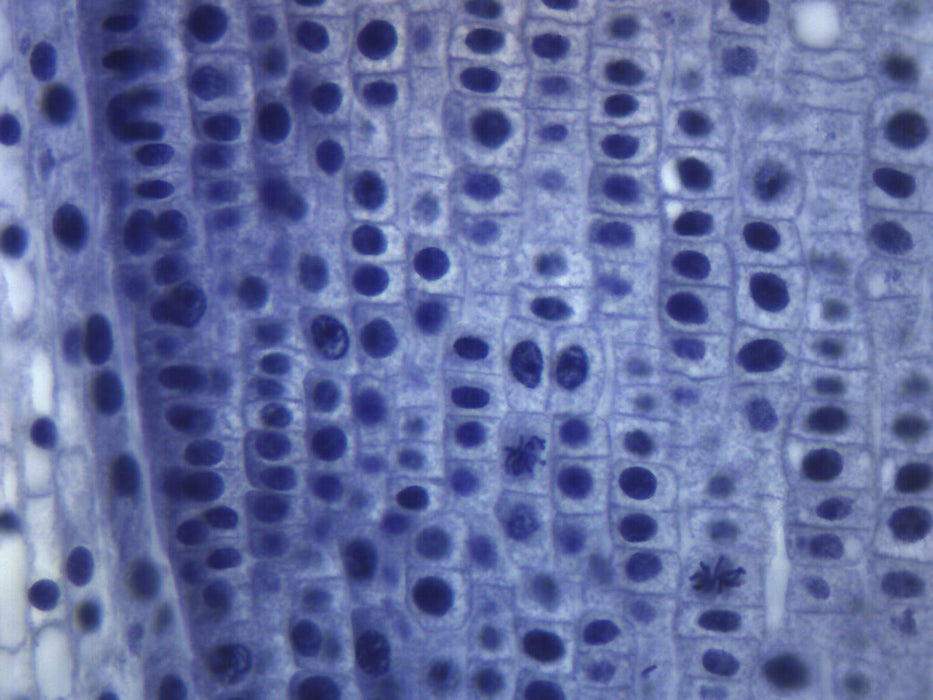 Allium Root Tip - Longitudinal Section - Prepared Microscope Slide