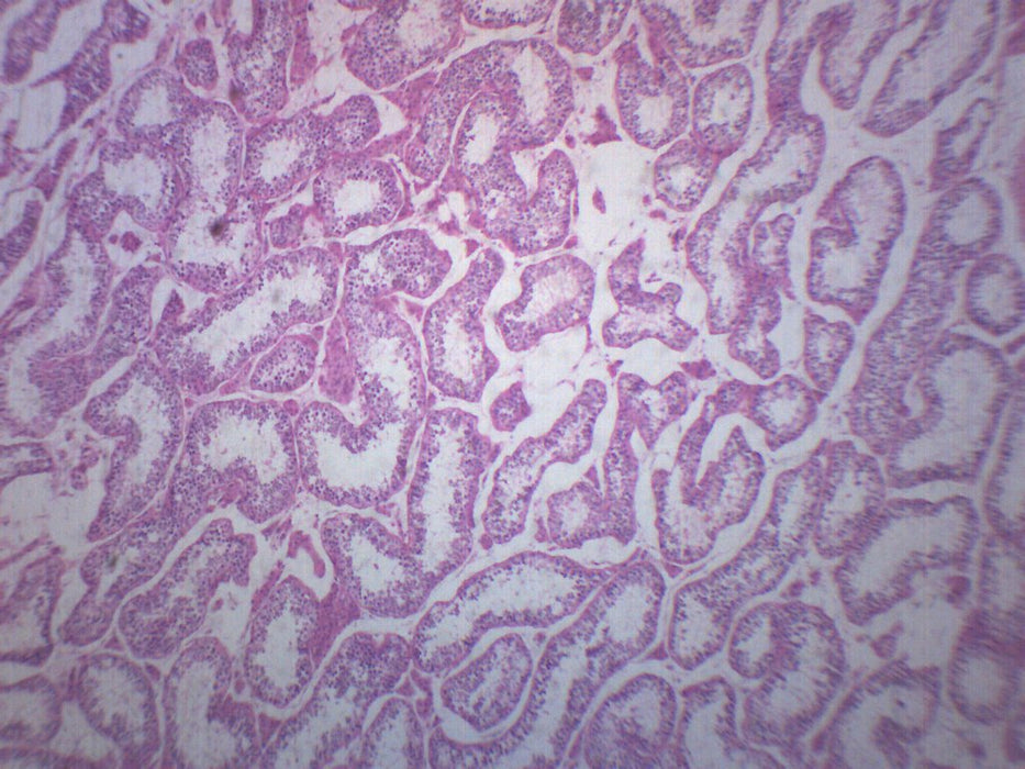 Human Testi - Cross Section - Prepared Microscope Slide